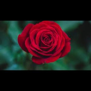 Meet your Posher, Carla